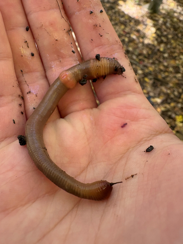 Allolobophora observed 2026-10-25