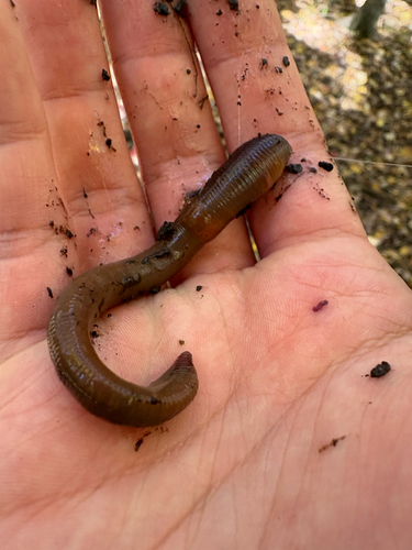 Allolobophora observed 2026-10-25