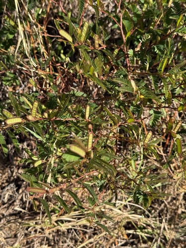Chamaecrista nictitans observed 2026-10-25