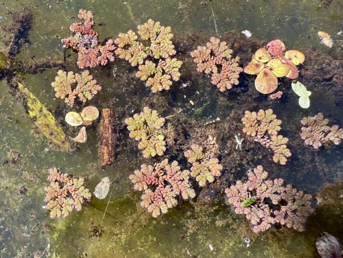 Azolla caroliniana, 2026-10-25