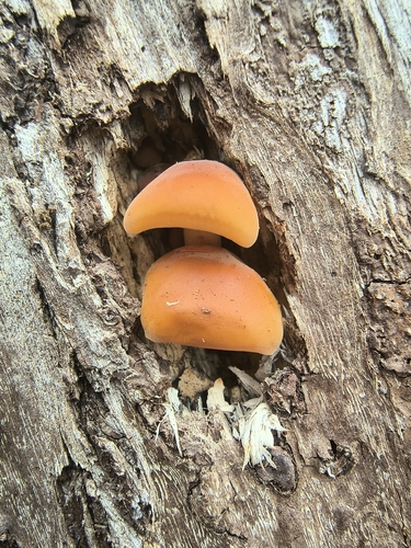 Flammulina velutipes observed 2026-10-25