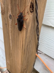 Elateropsis scabrosus