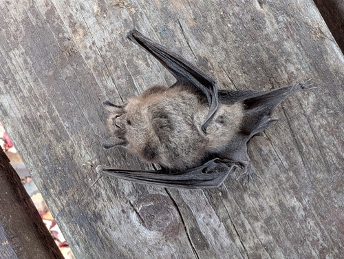 Myotis observed 2026-10-24