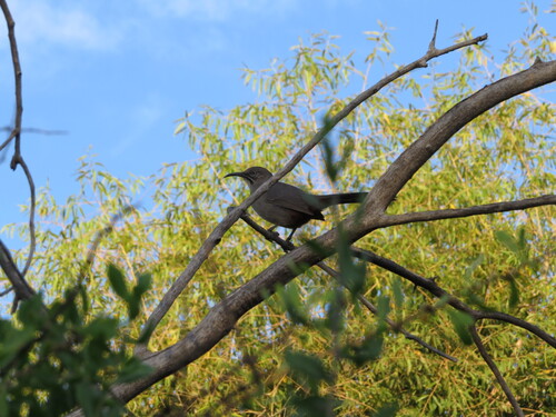Crissal Thrasher