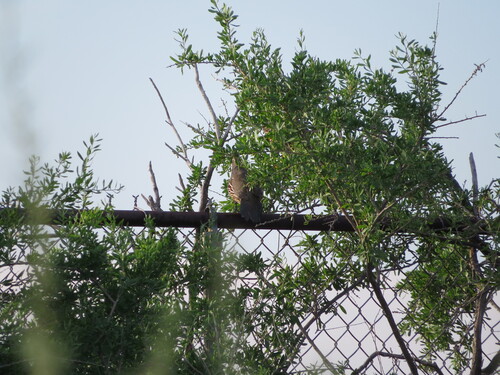 Gambel's Quail