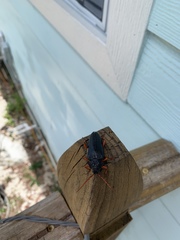 Elateropsis scabrosus