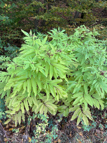 Sambucus ebulus observed 2026-10-25