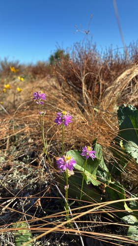 Polygala alba observed 2026-10-25
