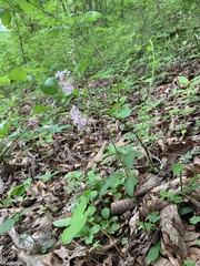 Asclepias quadrifolia