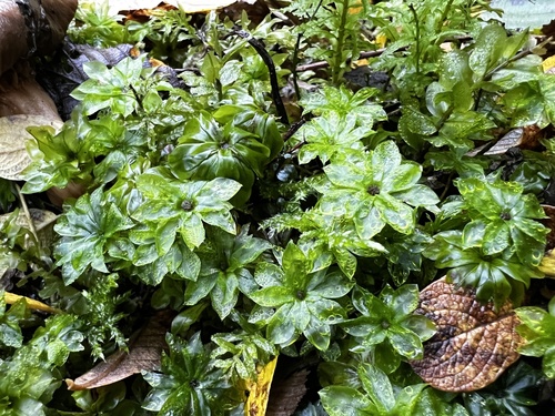 Rhodobryum roseum observed 2026-10-25