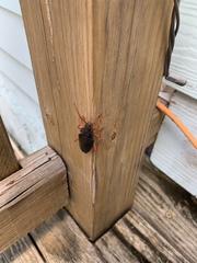 Elateropsis scabrosus