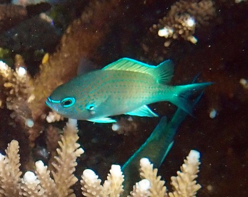 Chromis atripectoralis observed 2026-10-21