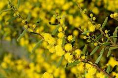 Acacia montana