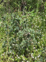 Arctostaphylos viscida