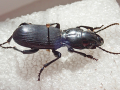 Pterostichus lama