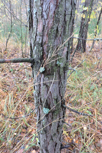 Molinia caerulea observed 2026-10-25