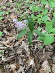 Asclepias quadrifolia