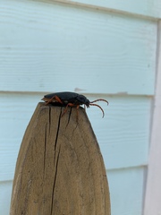 Elateropsis scabrosus