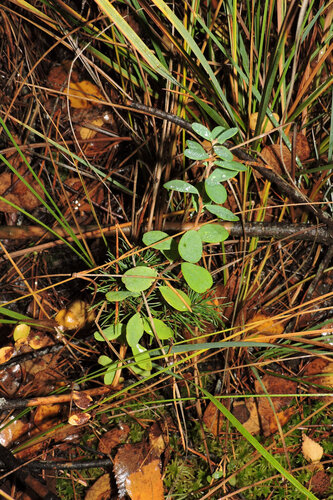 Vaccinium uliginosum observed 2026-10-25