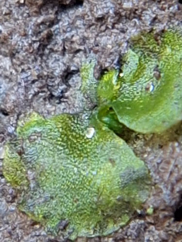 Marchantia quadrata observed 2026-10-25