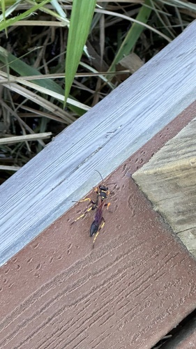 Yellow-legged Mud-dauber Wasp