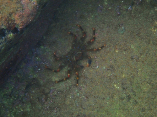 Percnon observed 2026-10-25