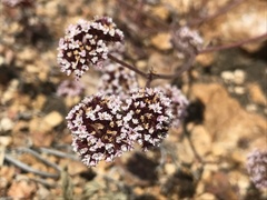 Chorizanthe wheeleri