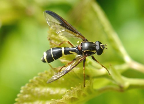 Phantom Hoverfly