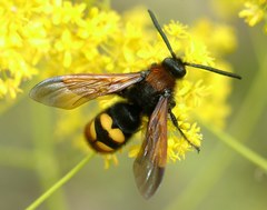 Megascolia maculata