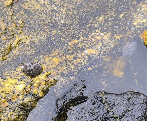 Plicopurpura columellaris observed 2026-10-24