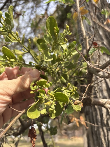 American Mistletoe