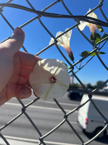 Ipomoea pandurata, 2026-10-21