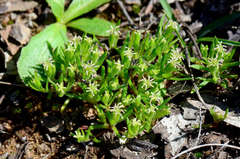 Millotia muelleri