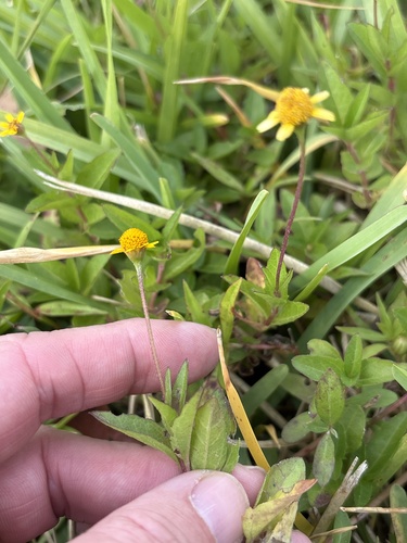 Spilanthes observed 2026-10-25