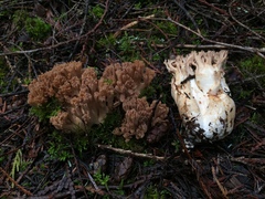 Ramaria marrii