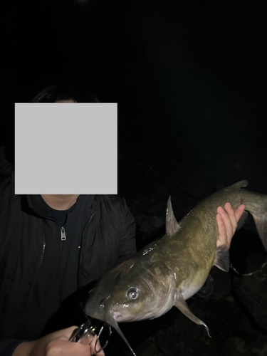 Channel Catfish