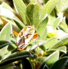 Closterotomus izyai