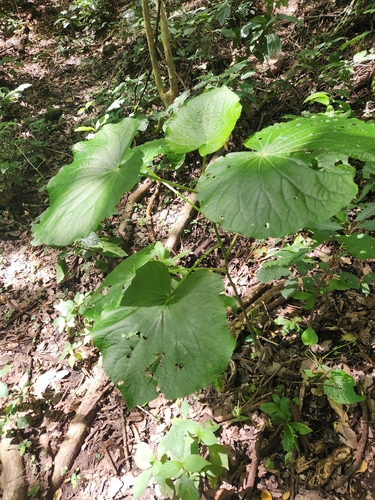Piper umbellatum observed 2026-10-25