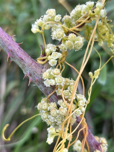 Cuscuta campestris observed 2026-10-25
