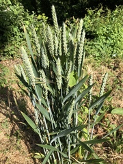 Triticum aestivum