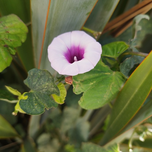 Ipomoea batatas observed 2026-10-25