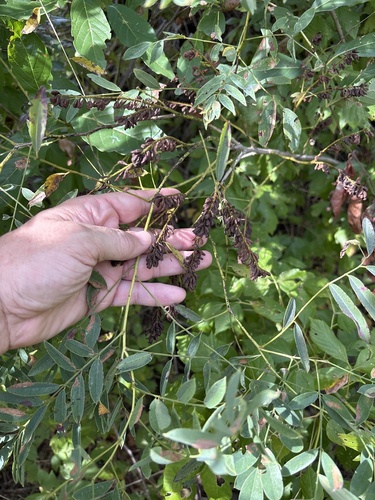 Amorpha fruticosa observed 2026-10-25