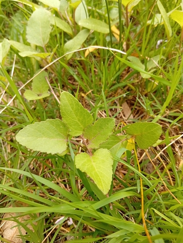 Xanthium strumarium observed 2026-10-25