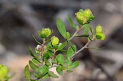 Dodonaea bursariifolia