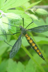 Nephrotoma altissima