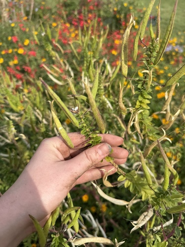 redwhisker clammyweed