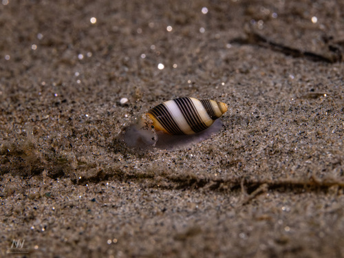 Rictaxis punctocaelatus observed 2026-10-23