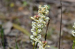 Stackhousia subterranea