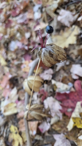 Medeola virginiana observed 2026-10-25