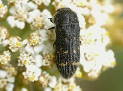 Acmaeoderella flavofasciata